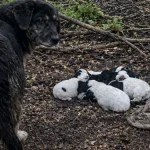 Десять днів цуценята мерзли під купою гілок